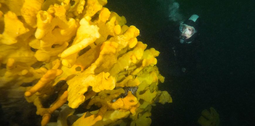 glass sponge salmon farming