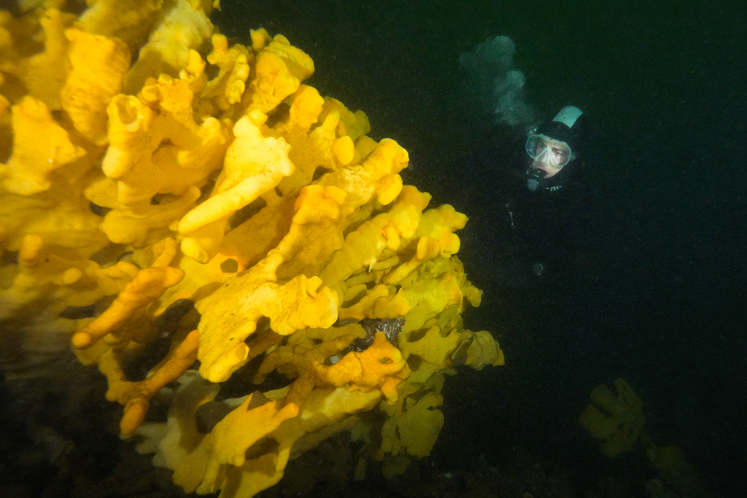 Smothered Reef Salmon Farms and Glass Sponges in British Columbia
