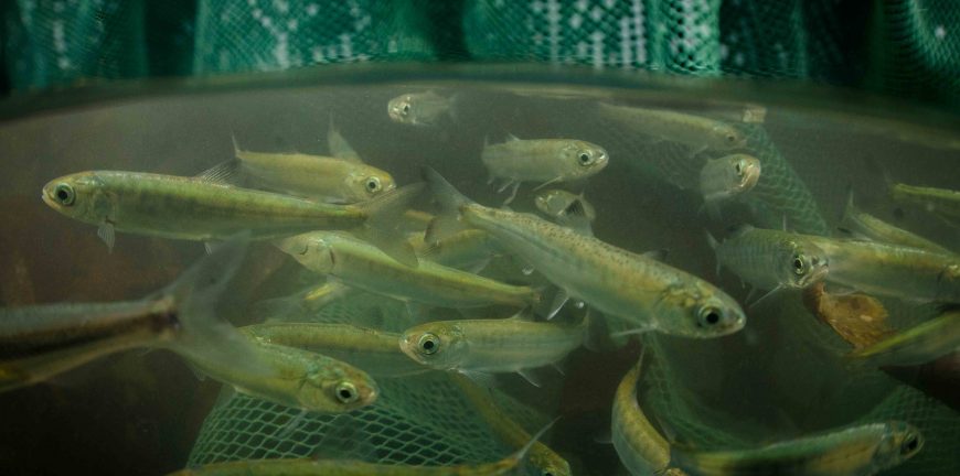 salmon farming smolts