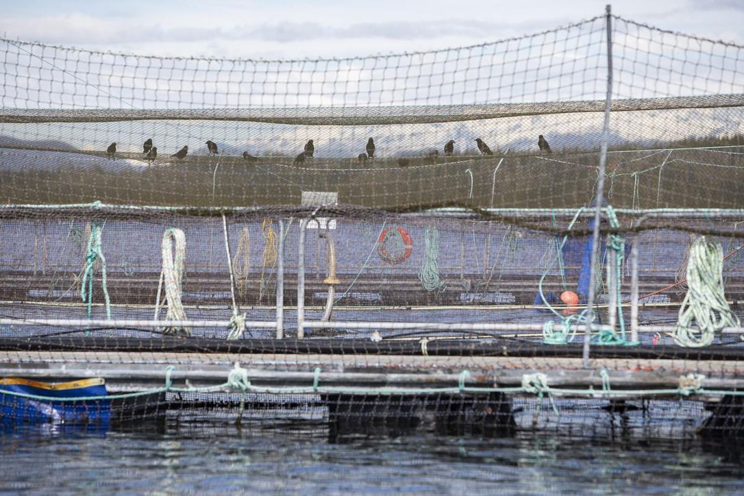 In the News “Feds granted extension to address virus in fish farms