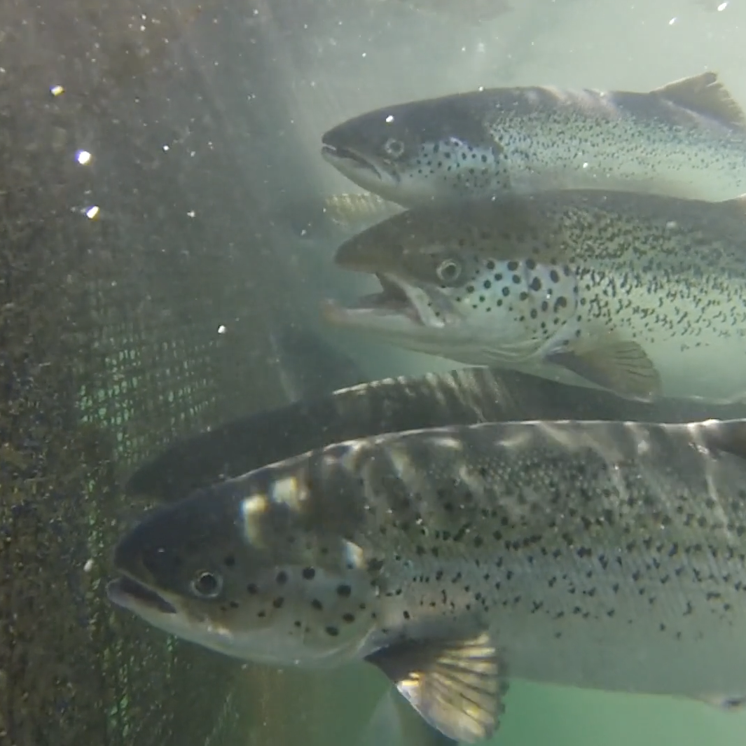 New report says dangerous salmon virus was brought to B.C. by fish