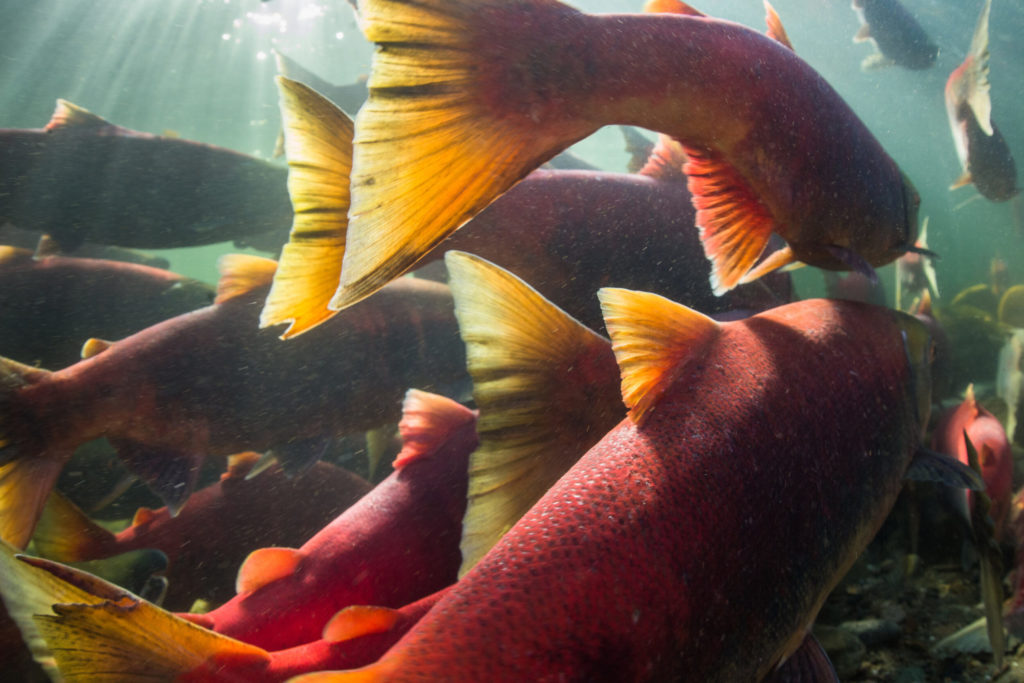 The removal of salmon farms is key to positive salmon returns