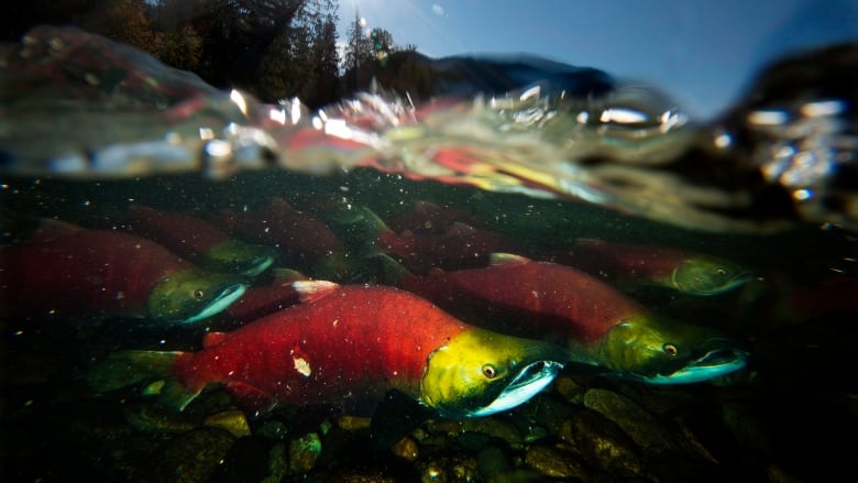 Concern for B.C. sockeye salmon as Fraser River return estimates drop by millions