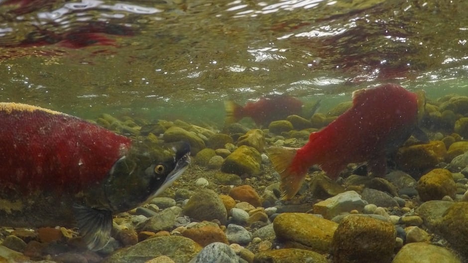 Sockeye returns are down by 60% in the Fraser River