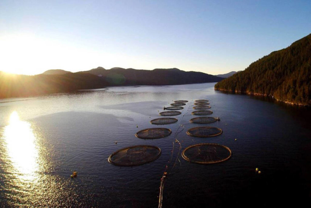 Majority of First Nations in BC demand DFO take action and end open-net fish farming