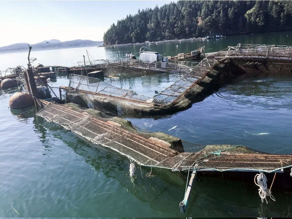 Will B.C. be next to ban open-net fish farms?