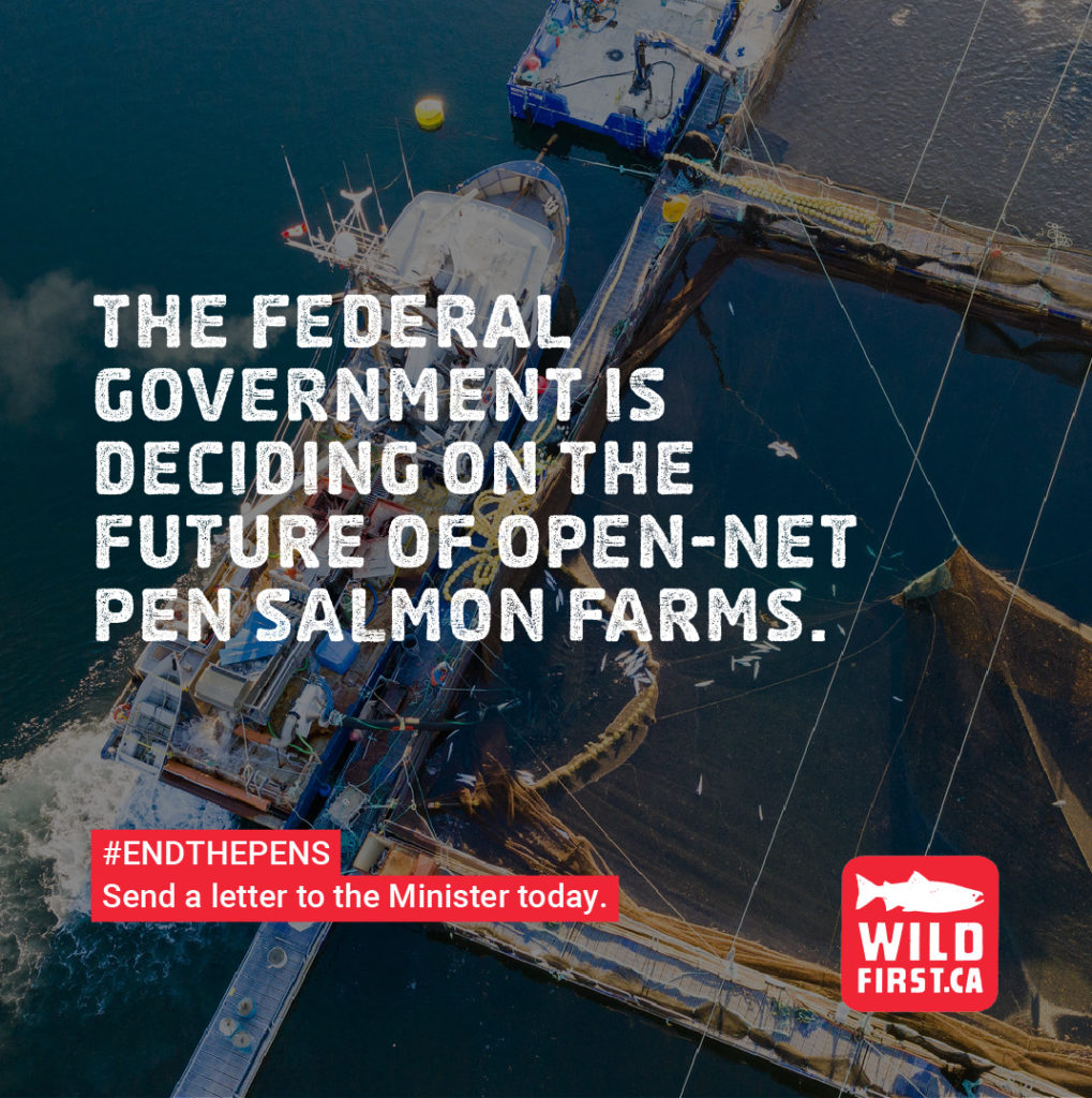 Say “NO” to open-net pen salmon farms in coastal BC waters