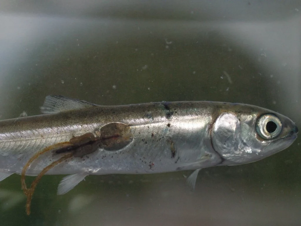 Fisheries scientists call out Ottawa for 'flawed' sea lice report