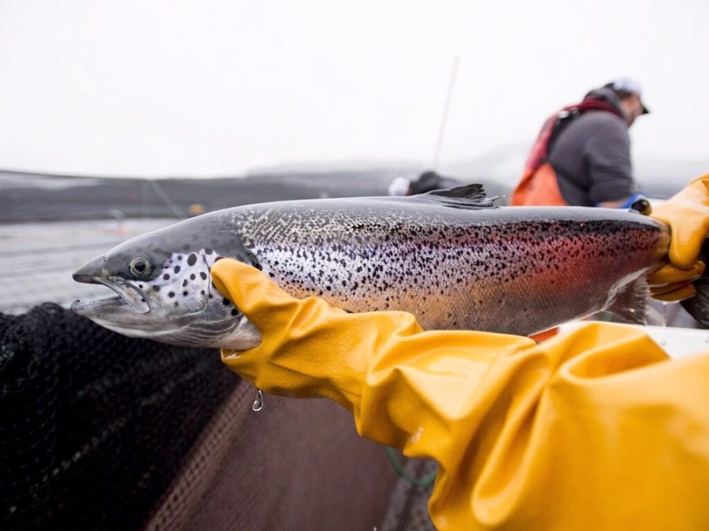 DI salmon farm closure decision was necessary, says Minister Joyce Murray