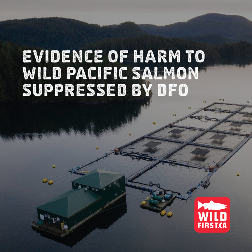 Evidence of harm to wild Pacific salmon suppressed by DFO.