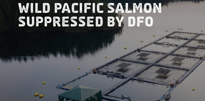 Evidence of harm to wild Pacific salmon suppressed by DFO.
