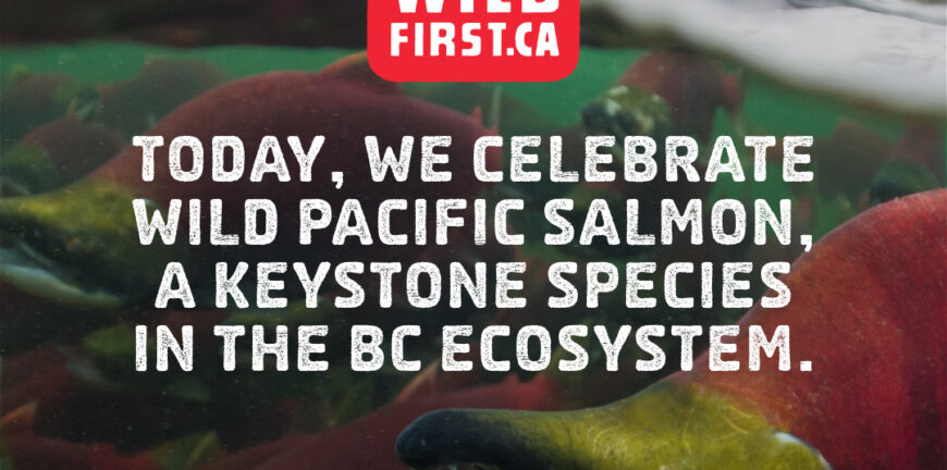 BC Wild Salmon Day 2023