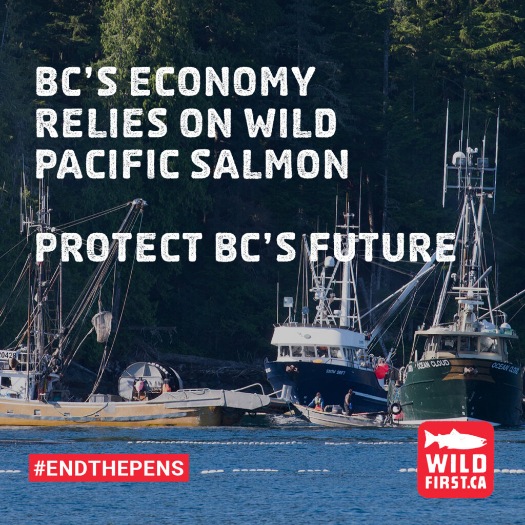 BC's economy relies wild Pacific salmon. Protect BC's future.