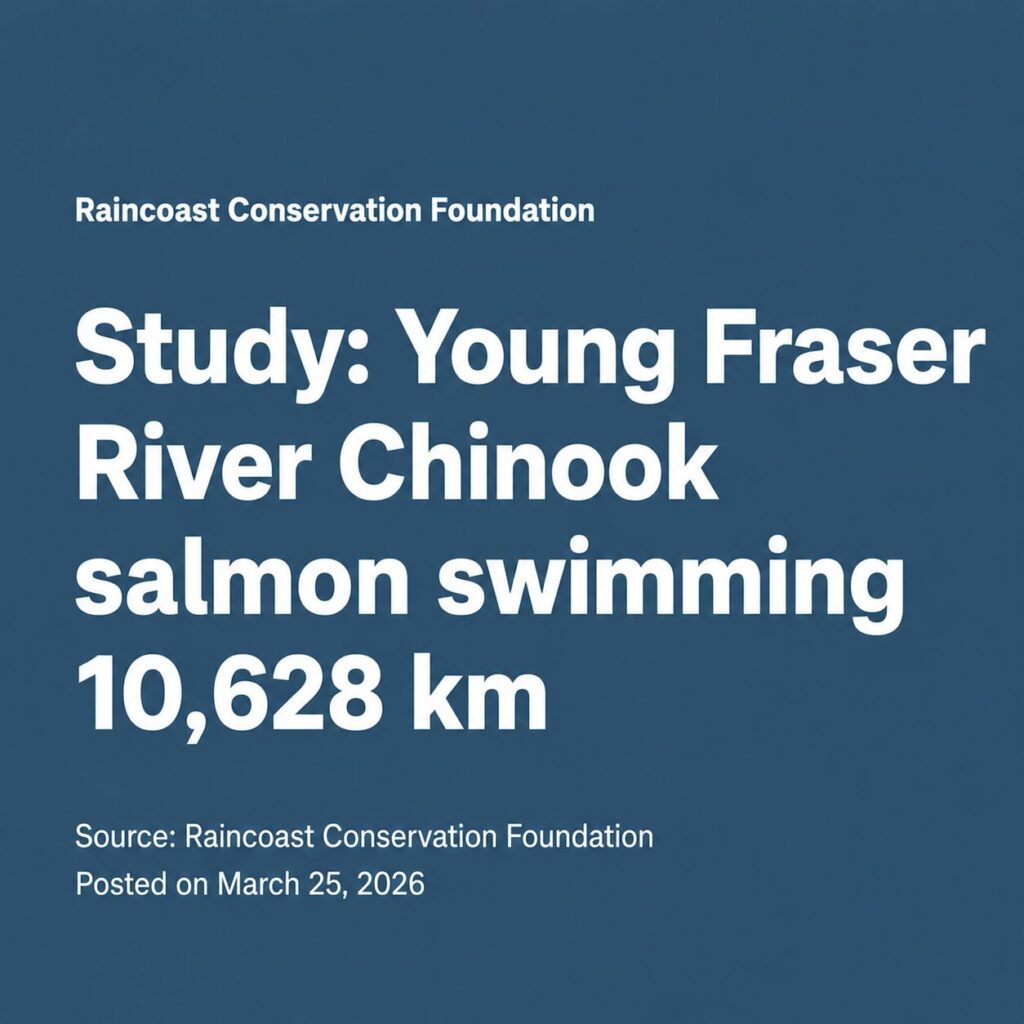 Study: Young Fraser River Chinook salmon swimming 10,628 km