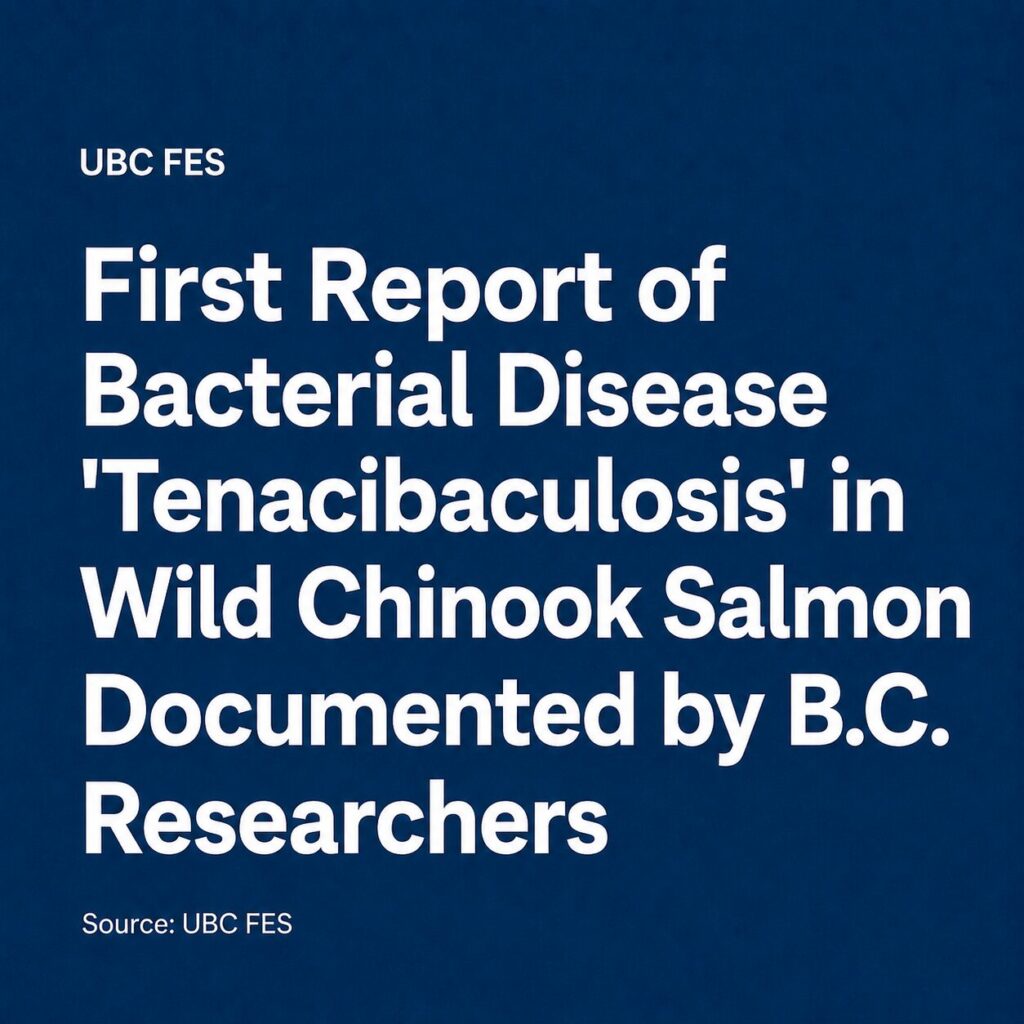 First Report of Bacterial Disease 'Tenacibaculosis' in Wild Chinook Salmon Documented by B.C. Researchers